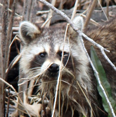 Raccoon portrait — CC BY 2.0 GregTheBusker via Wikimedia Commons
